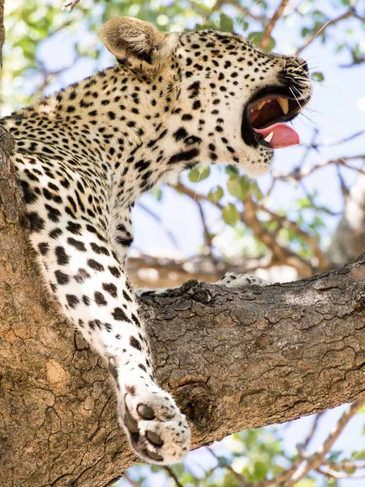 Leopard on safari at Umlani Bushcamp 