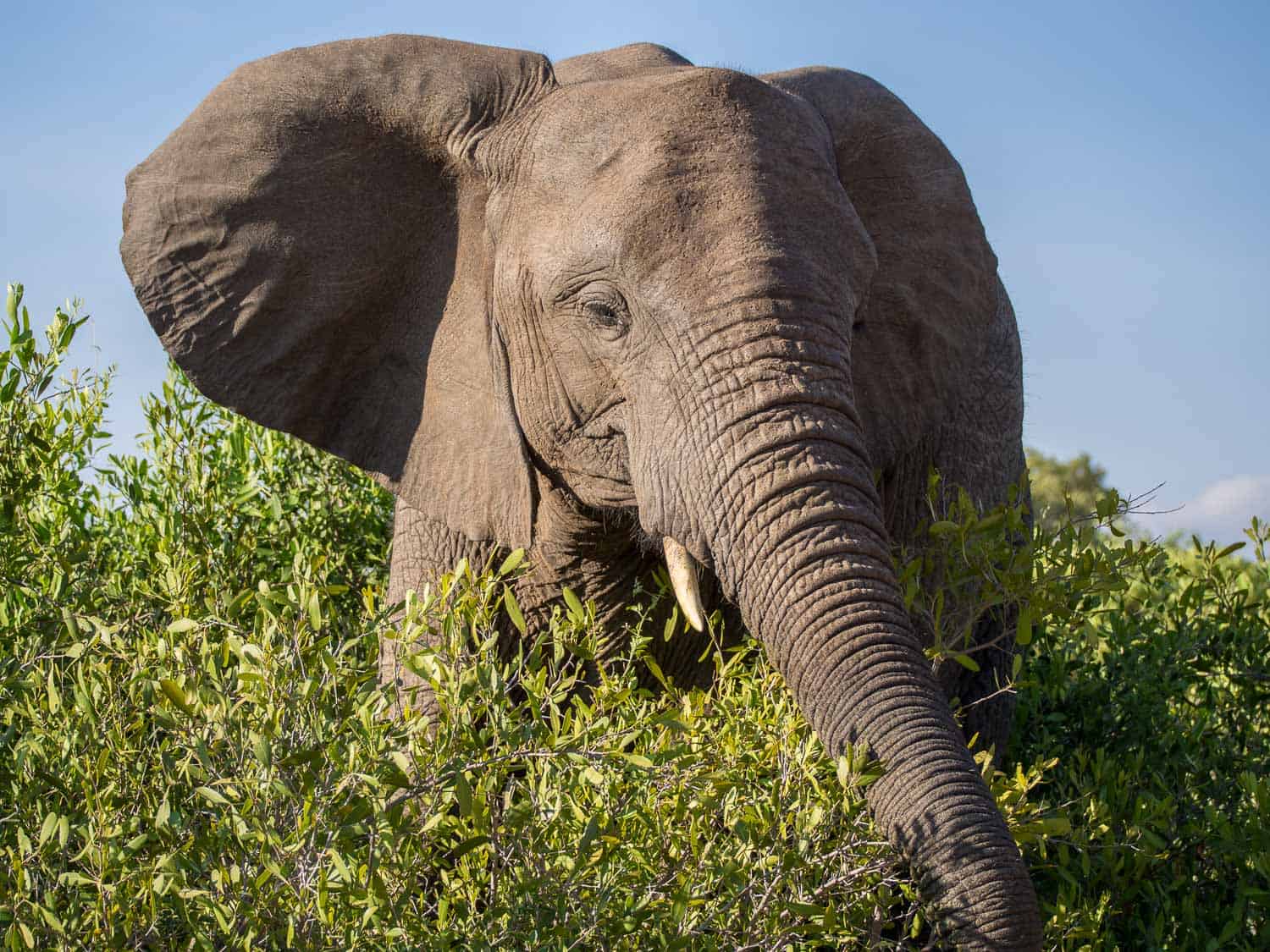 Elephant on drive at Umlani Bush Camp, Timbavati, Kruger