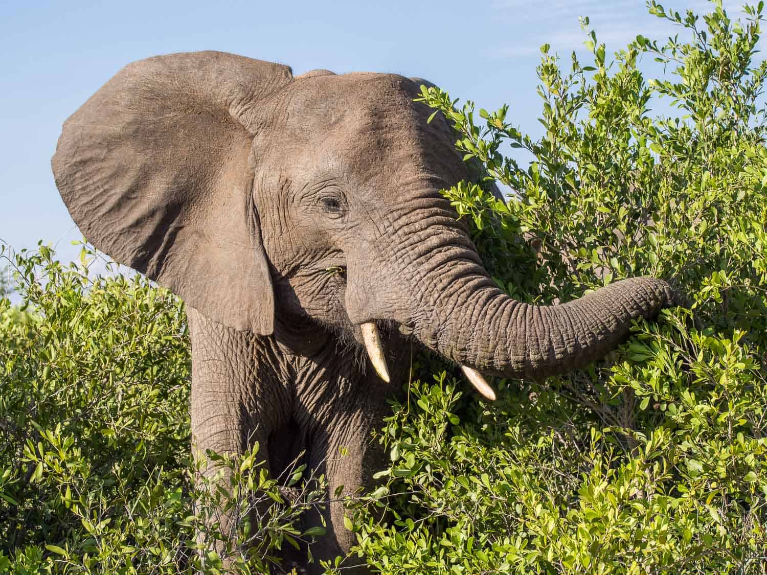 Elephant in Timbavati Reserve on safari with Umlani Bush Camp