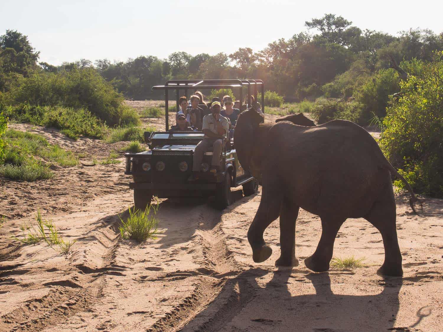 Elephant in Timbavati Reserve on safari with Umlani Bush Camp