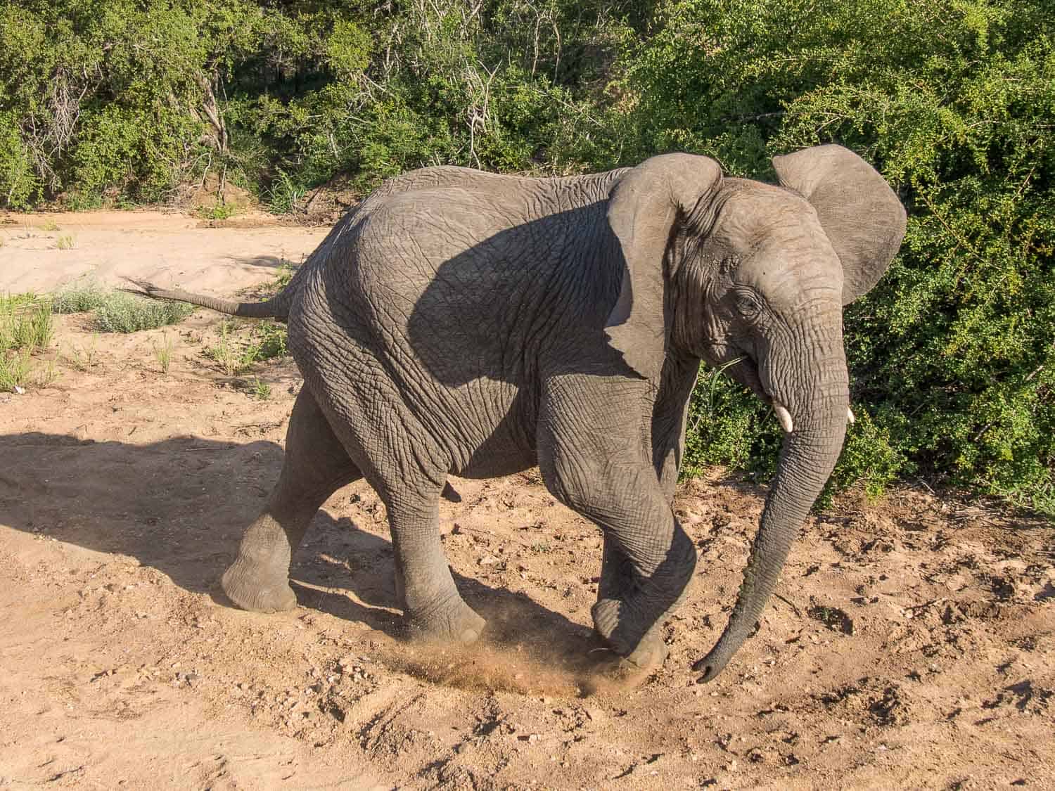 Elephant in Timbavati Reserve on safari with Umlani Bush Camp