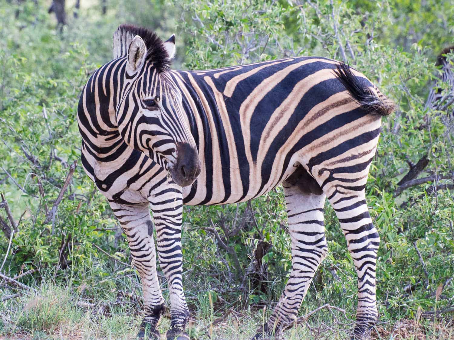 Zebra in Timbavati on safari with Umlani Bush Camp