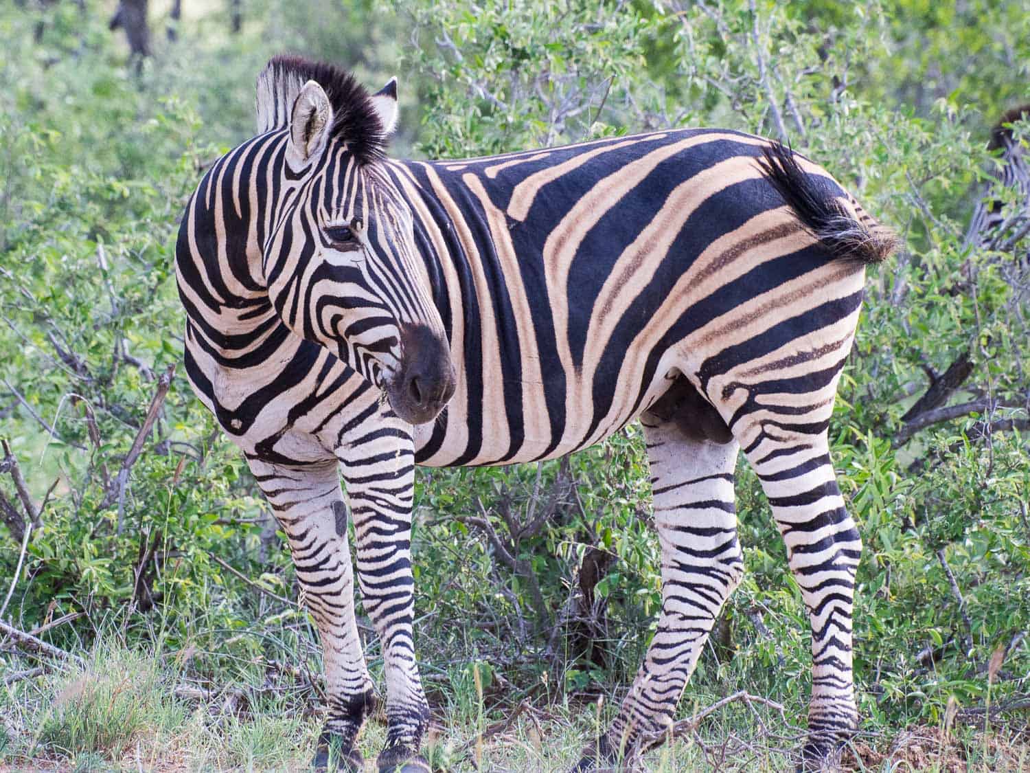 Zebra in Timbavati on safari with Umlani Bush Camp