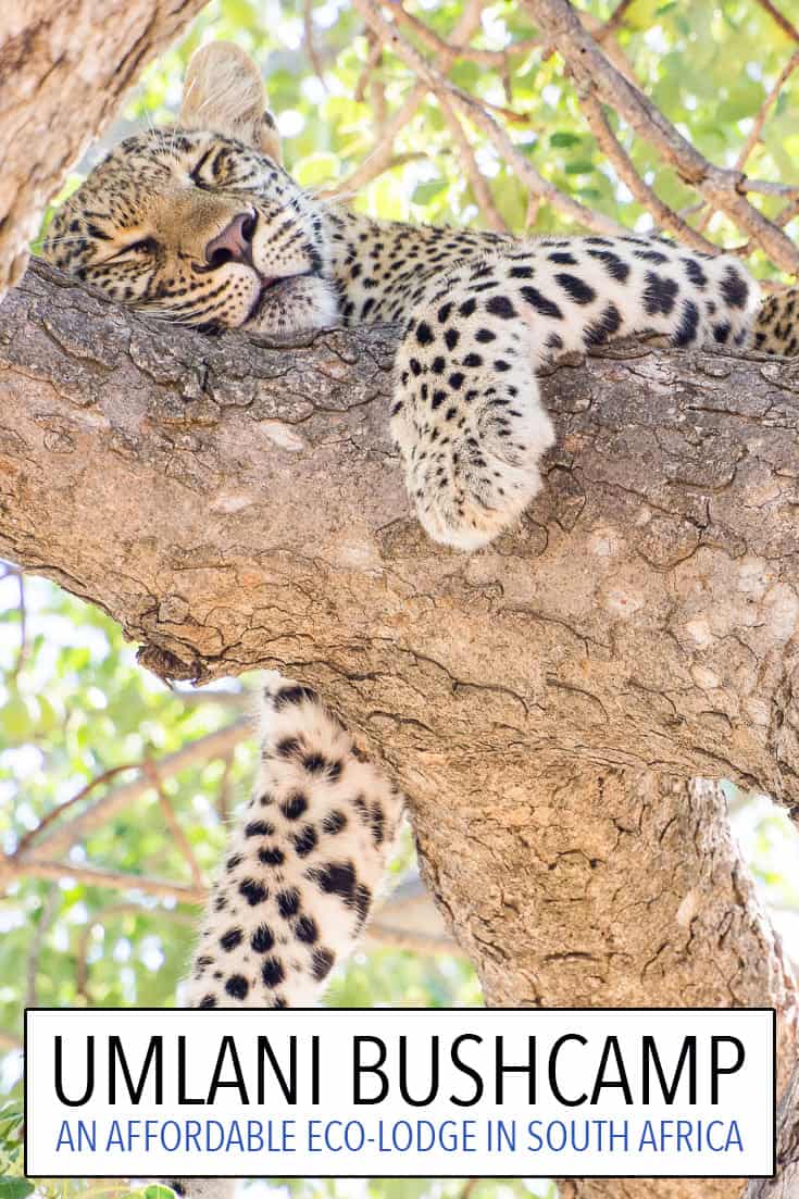 Going on safari at Umlani Bushcamp in Kruger, South Africa was one of the best travel experiences of our lives. Click through to read a detailed review of this affordable eco-lodge and all the wildlife we saw including this gorgeous leopard.