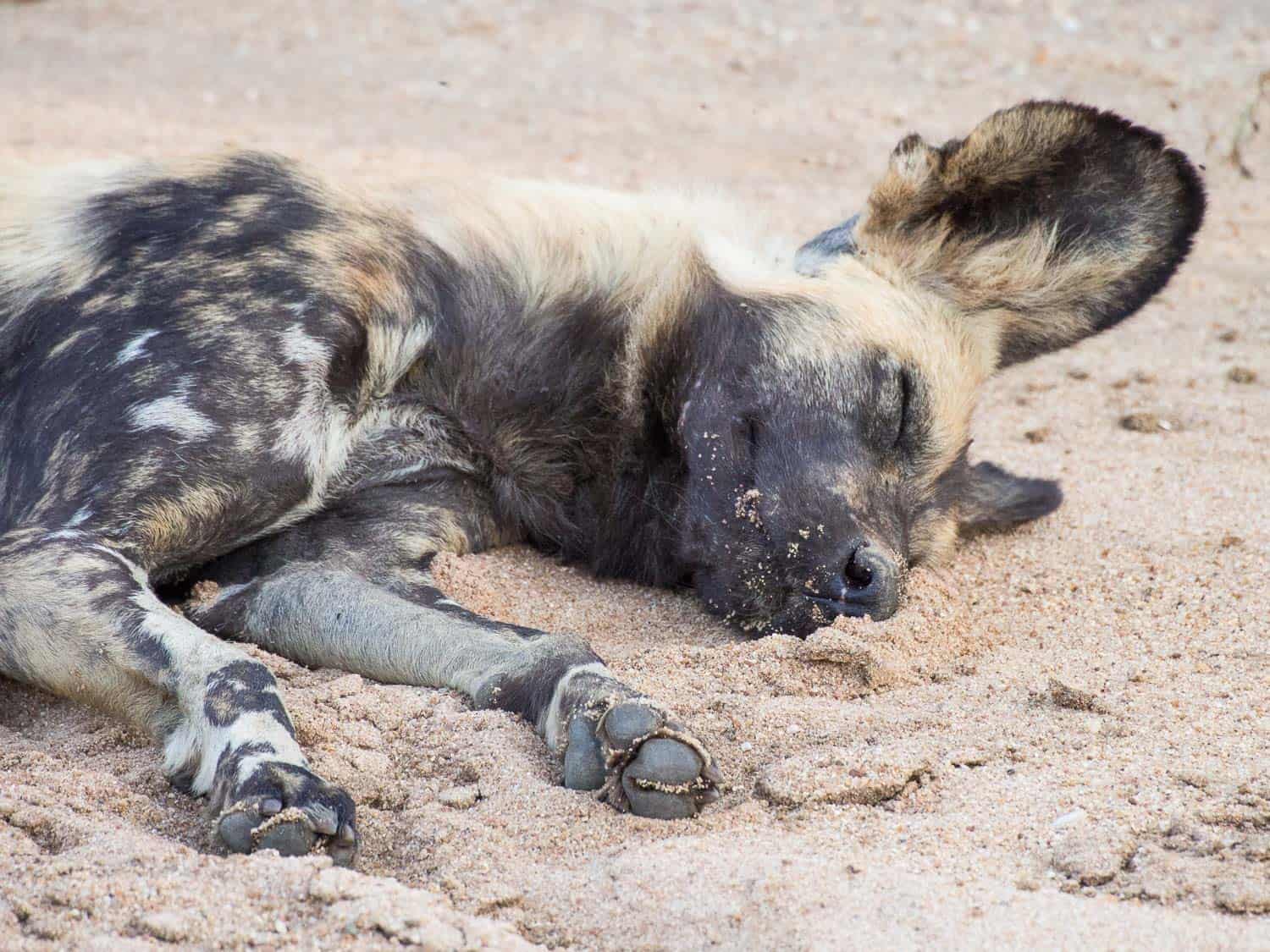 Sleeping wild dog in Timbavati Reserve on an Umlani Bush Camp game drive