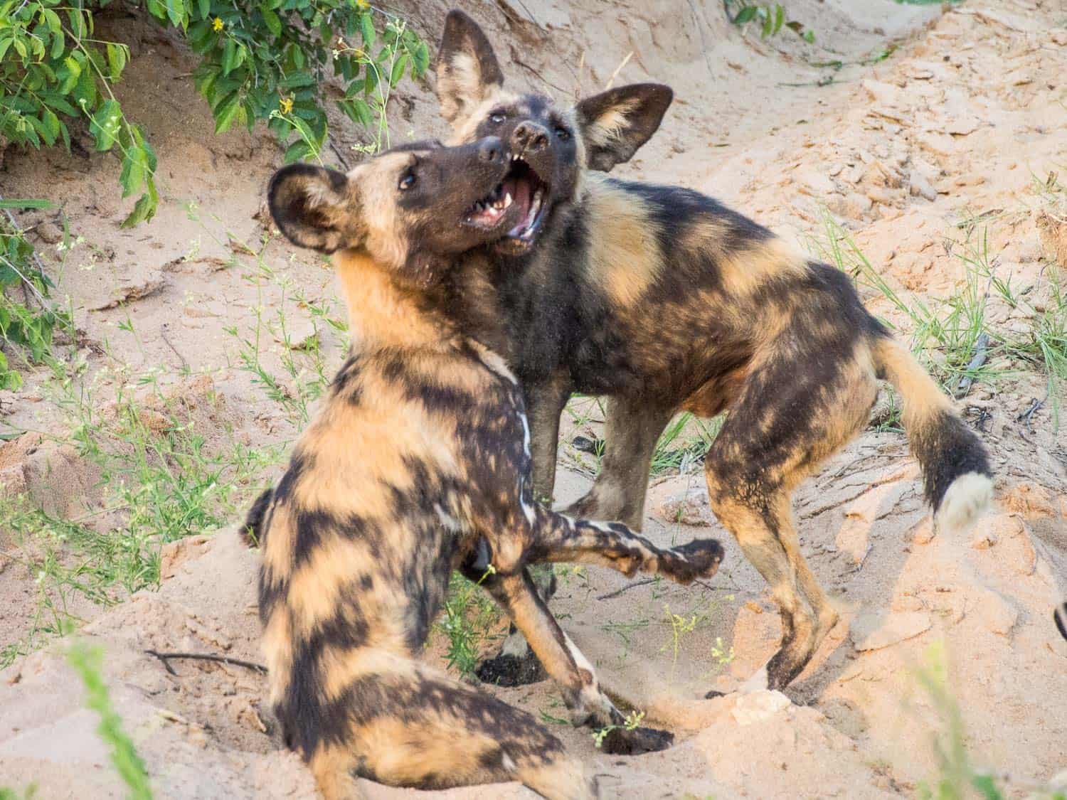 Wild dogs play fighting in a pre-hunt greeting ceremony in Timbavati Reserve on an Umlani Bush Camp game drive