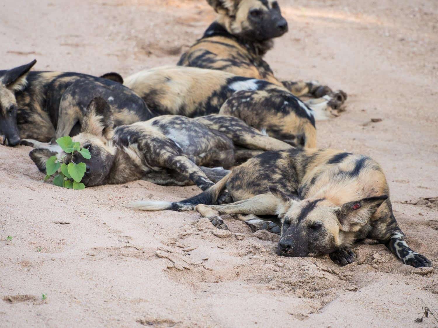 African wild dogs sleeping in Timbavati Reserve on safari with Umlani Bush Camp
