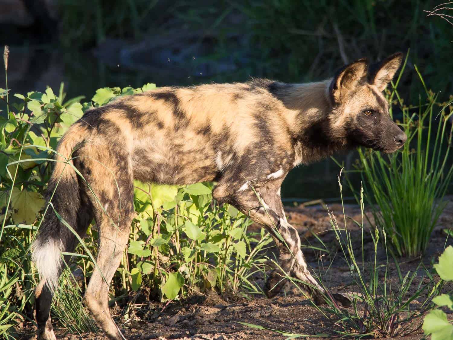 African wild dog in Timbavati Reserve on safari with Umlani Bush Camp