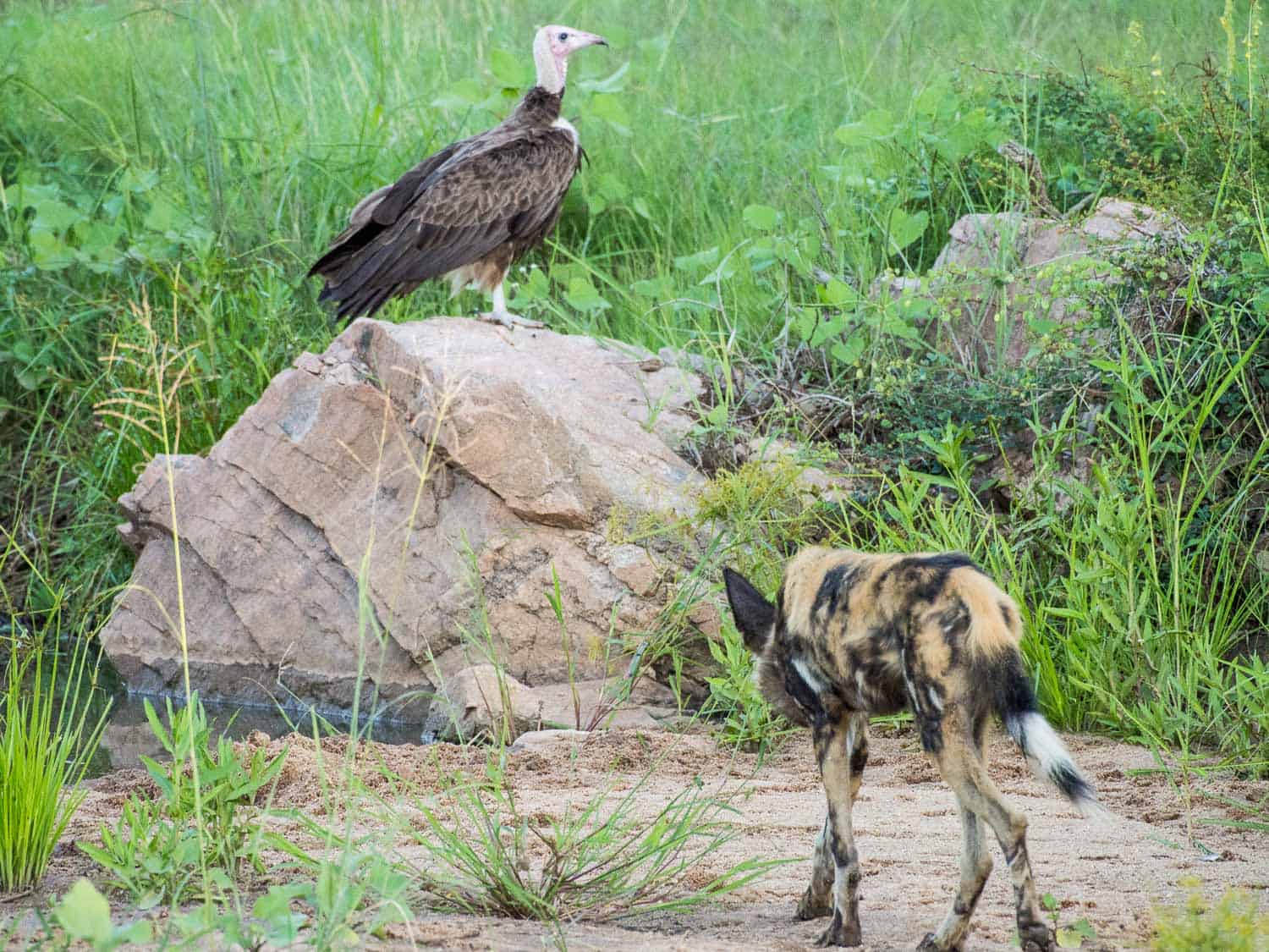 African wild dog and vulture in Timbavati Reserve on safari with Umlani Bush Camp