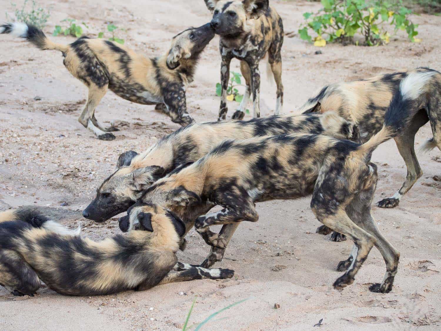 African wild dog greeting ceremony before a hunt in Timbavati Reserve on safari with Umlani Bush Camp