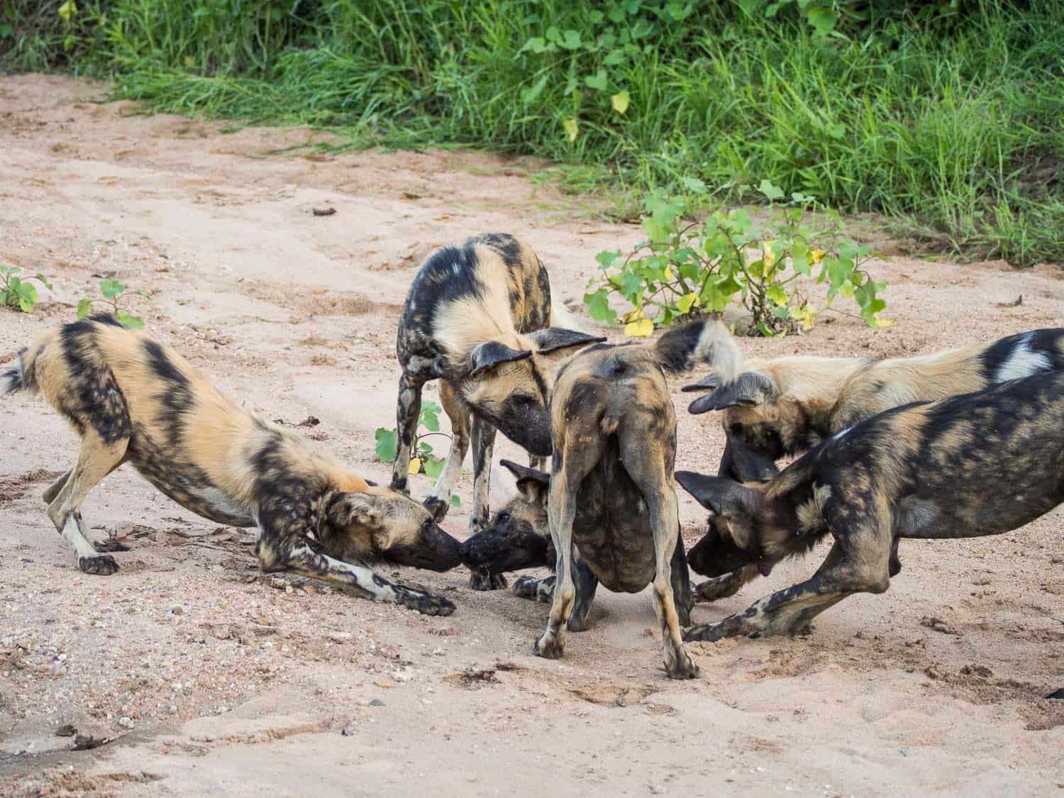 African wild dog greeting ceremony before a hunt in Timbavati Reserve on safari with Umlani Bush Camp