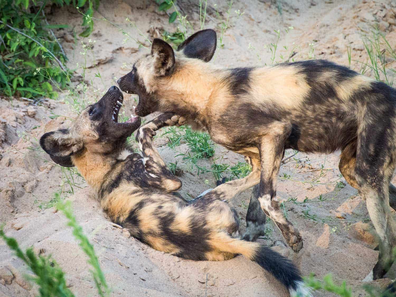 African wild dogs play fighting before a hunt in Timbavati Reserve on safari with Umlani Bush Camp