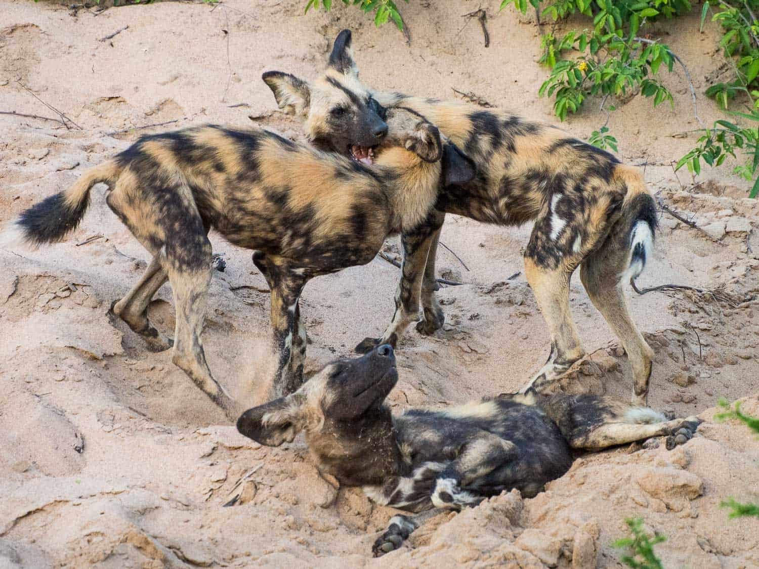 African wild dogs play fighting before a hunt in Timbavati Reserve on safari with Umlani Bush Camp