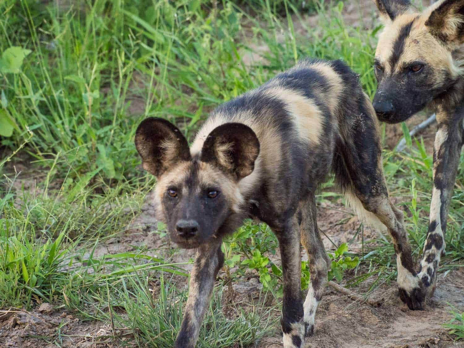 African wild dog in Timbavati Reserve on safari with Umlani Bush Camp