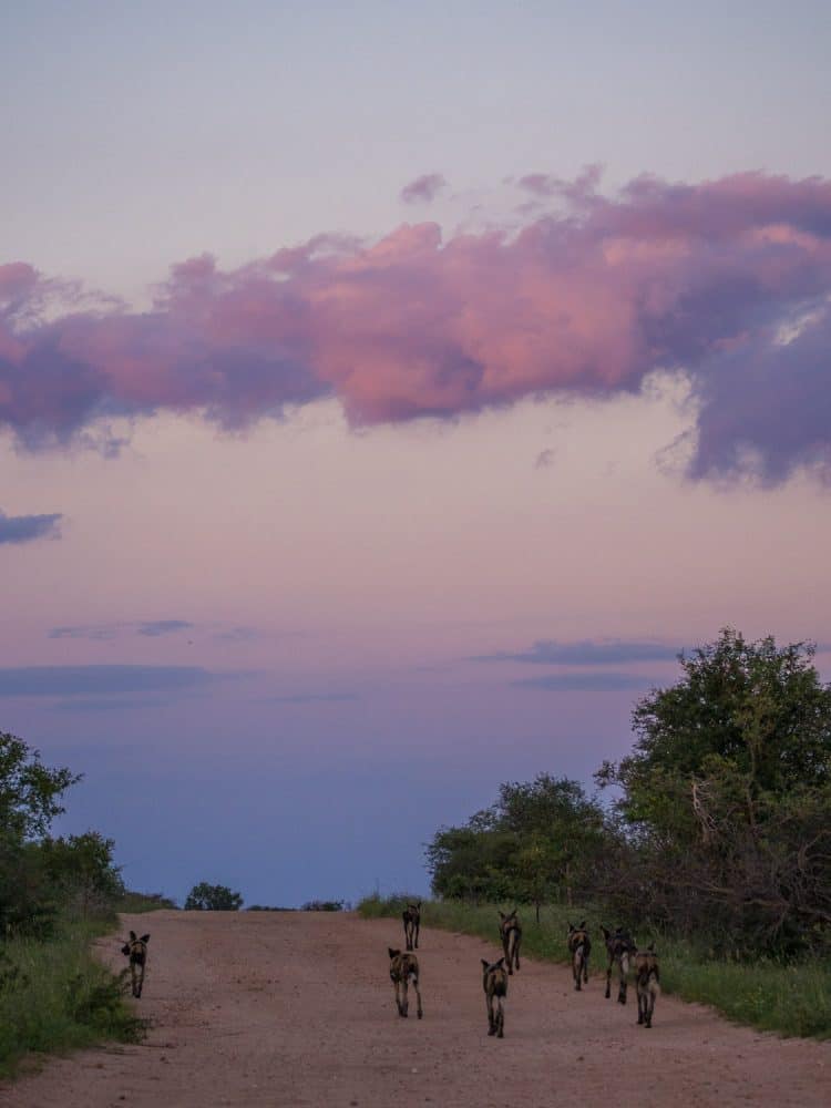 African wild dogs at sunset in Timbavati Reserve on safari with Umlani Bush Camp