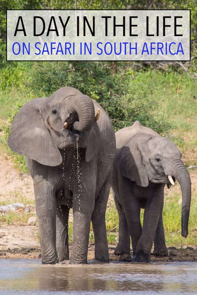 These elephants joined us on our morning coffee break on safari at Klaserie Sands River Camp in Kruger. Click through to read more about what to expect at a safari lodge in South Africa including a detailed breakdown of the day's schedule.