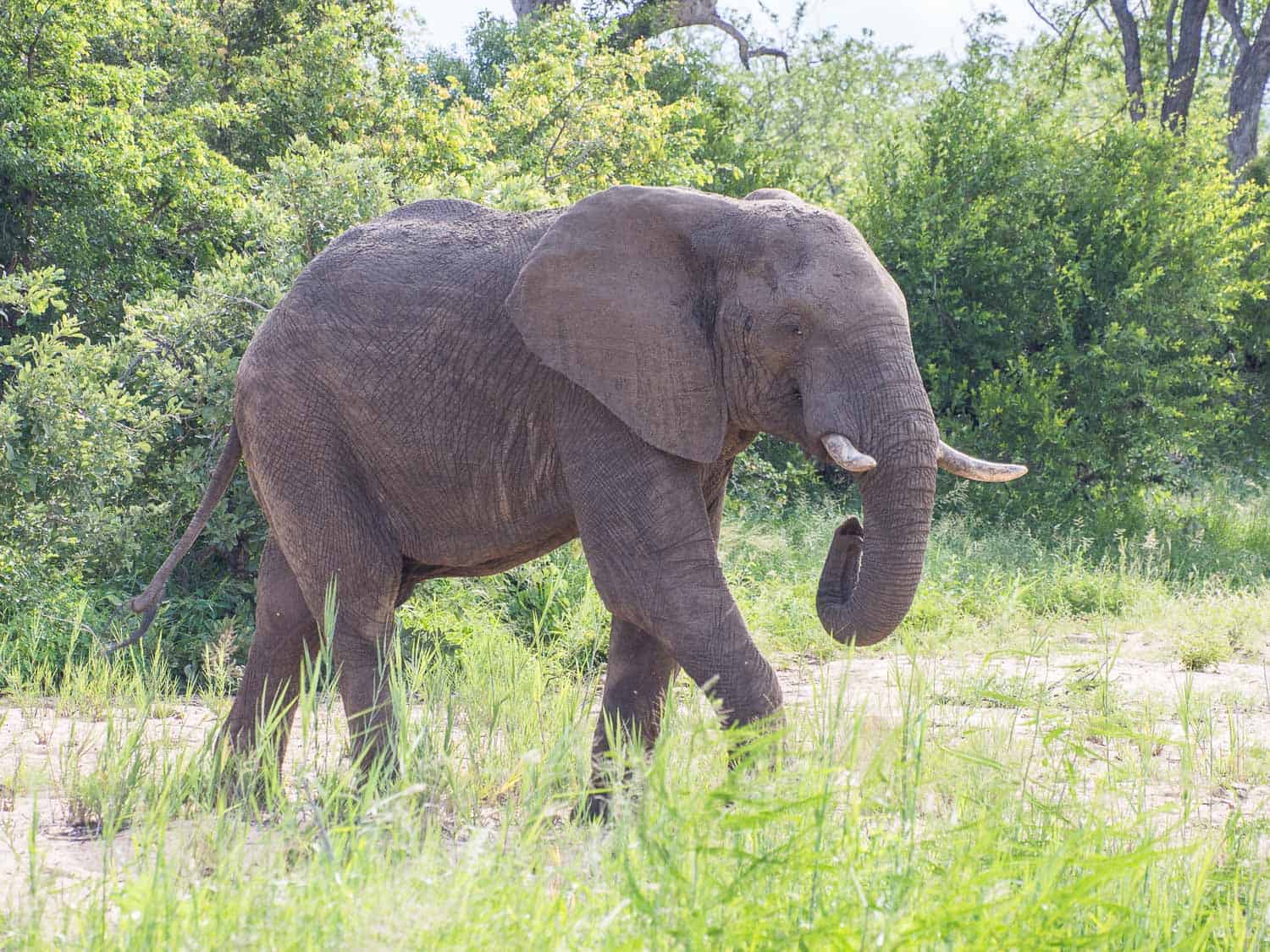 Elephant on safari at Klaserie Sands