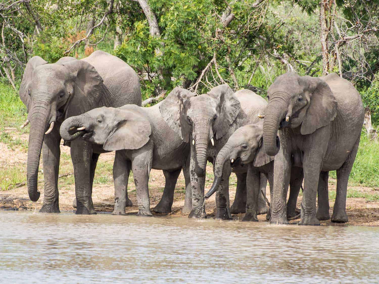 Elephants on safari at Klaserie Sands