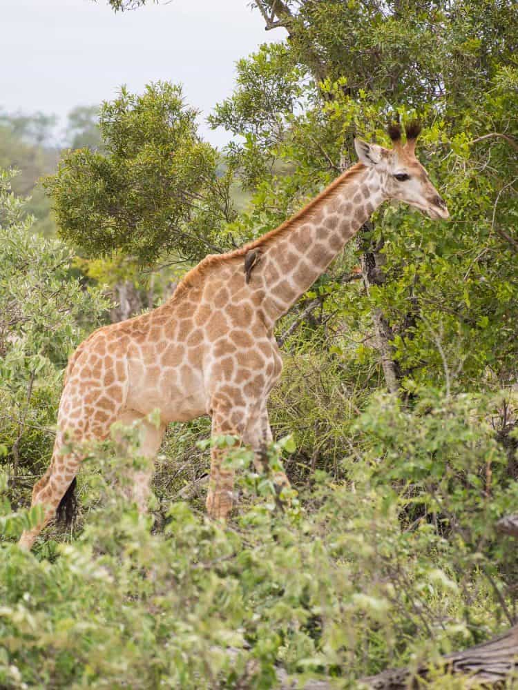 Giraffe at Klaserie Sands