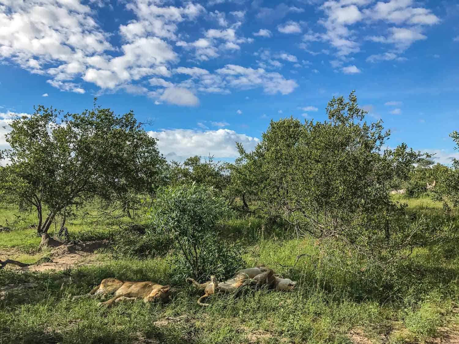 Two female lions (taken with our iPhone) on safari at Klaserie Sands