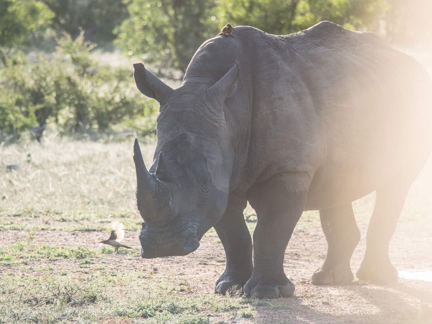 Rhino at Klaserie Sands