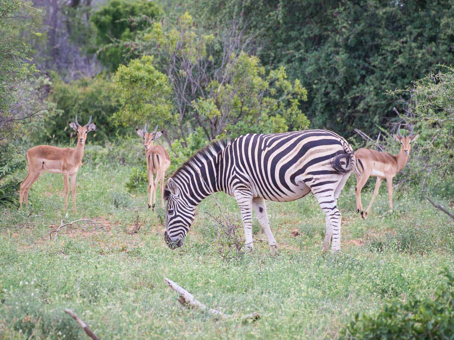 Zebras and impalas on safari at Klaserie Sands River Camp