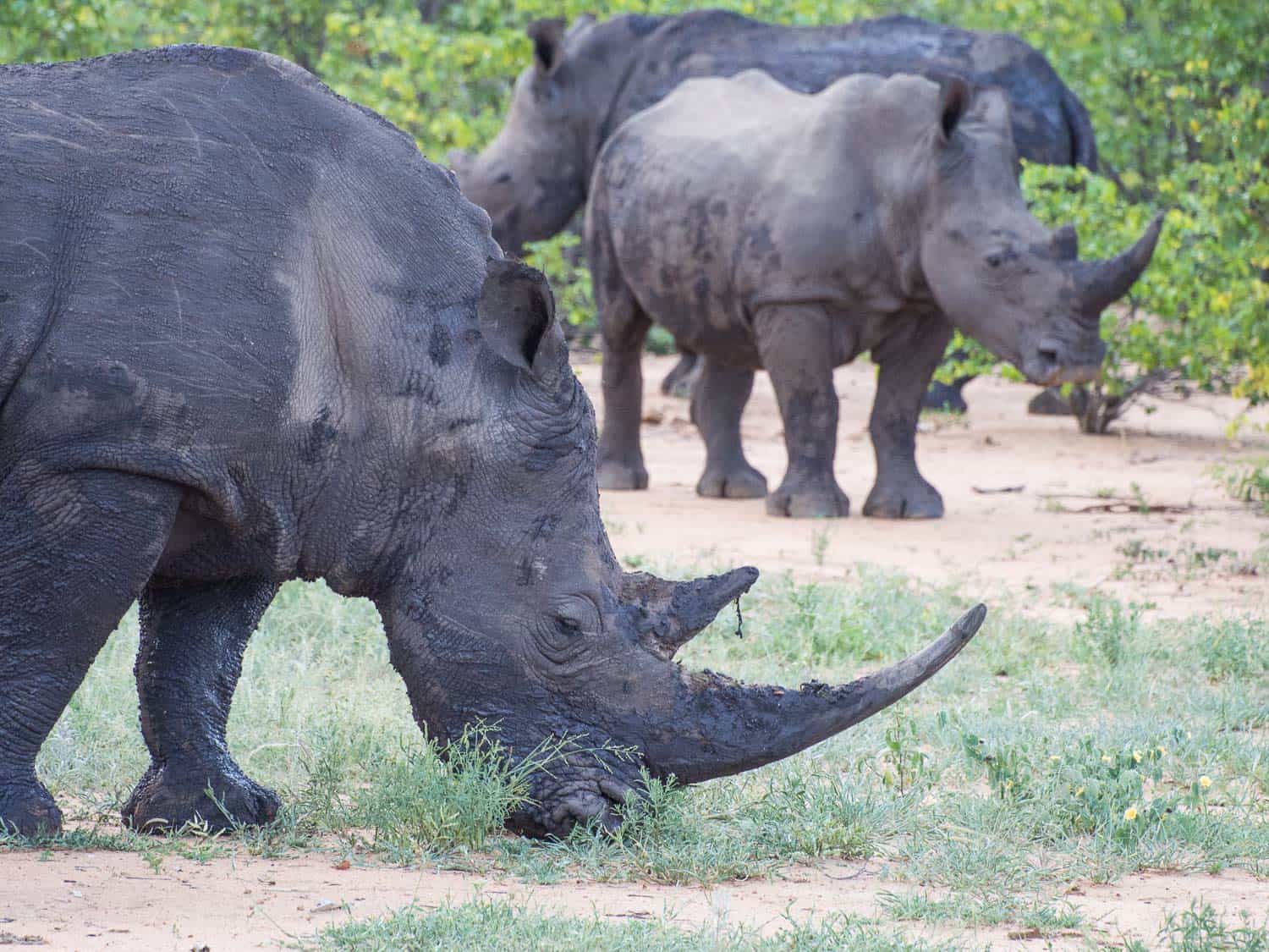 Rhinos on safari at Klaserie Sands River Camp 