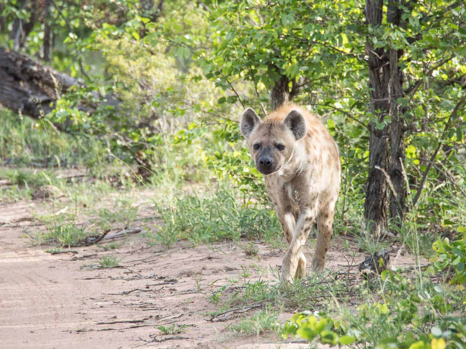 Hyena at Klaserie Sands