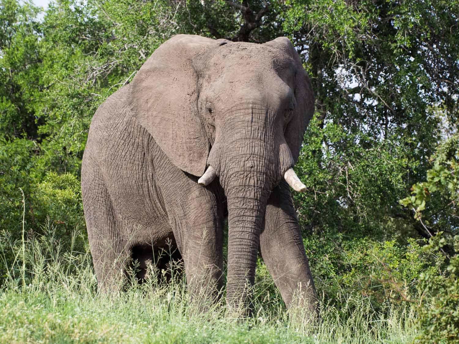 Bull elephant on safari at Klaserie Sands