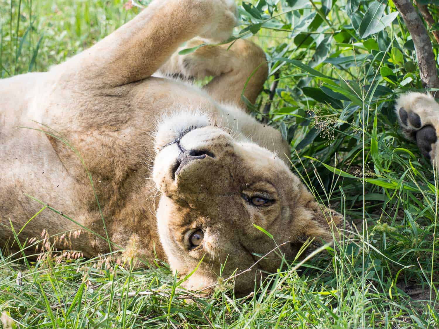 Lion on safari at Klaserie Sands River Camp 