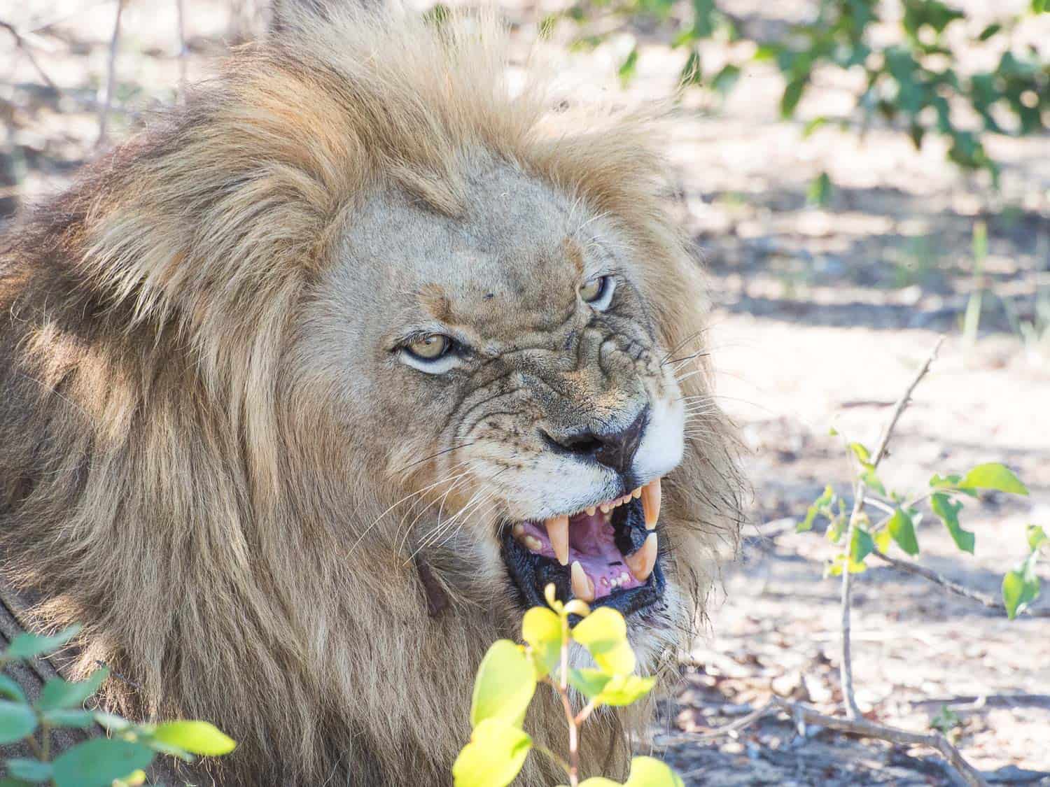 Lion on safari at Klaserie Sands River Camp