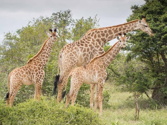 Giraffe at Klaserie Sands River Camp, South Africa