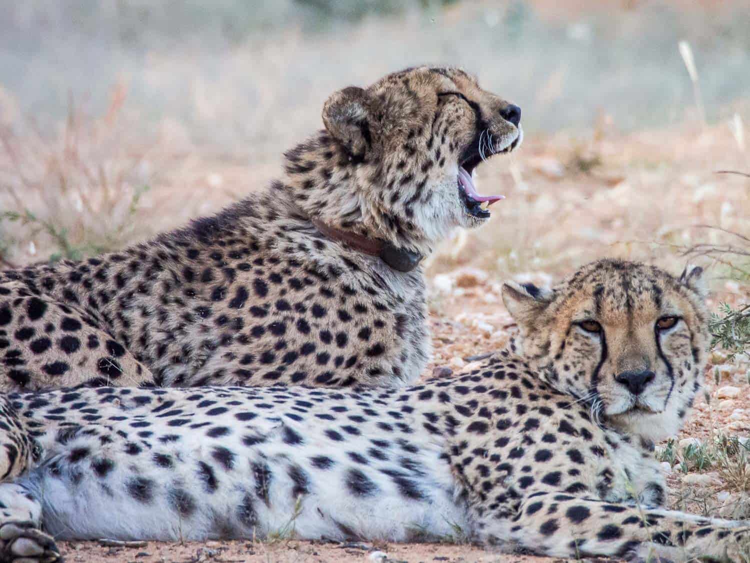 Cheetahs at Okonjima