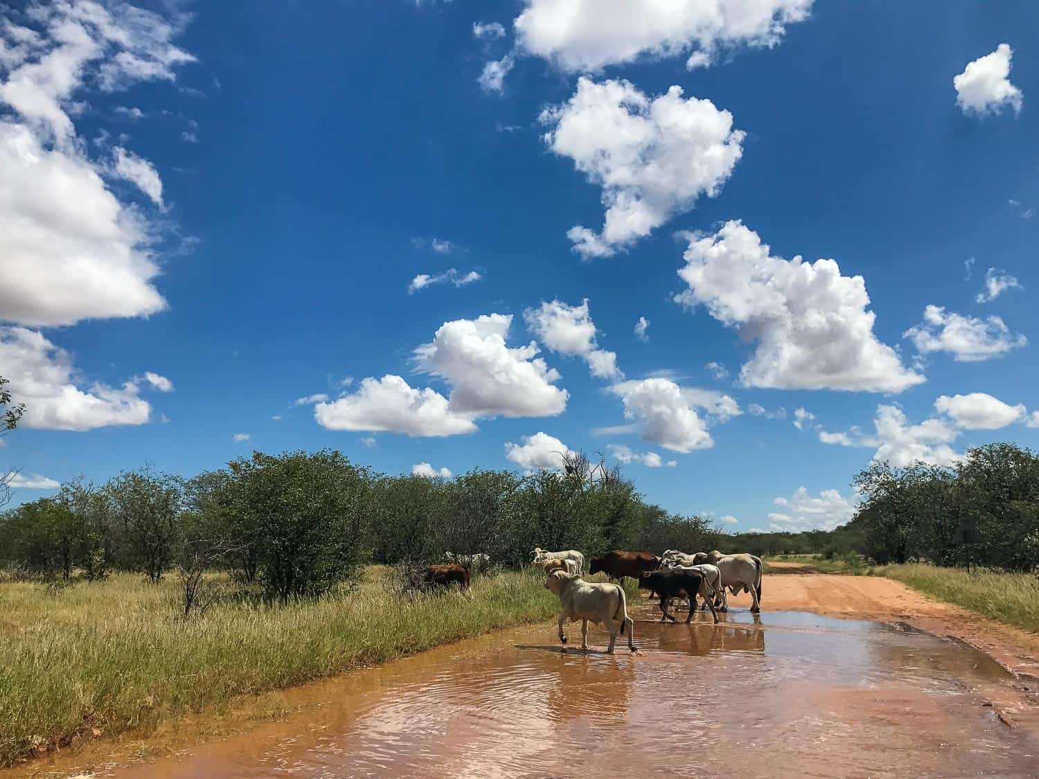 The drive from Etosha to Damaraland, Namibia