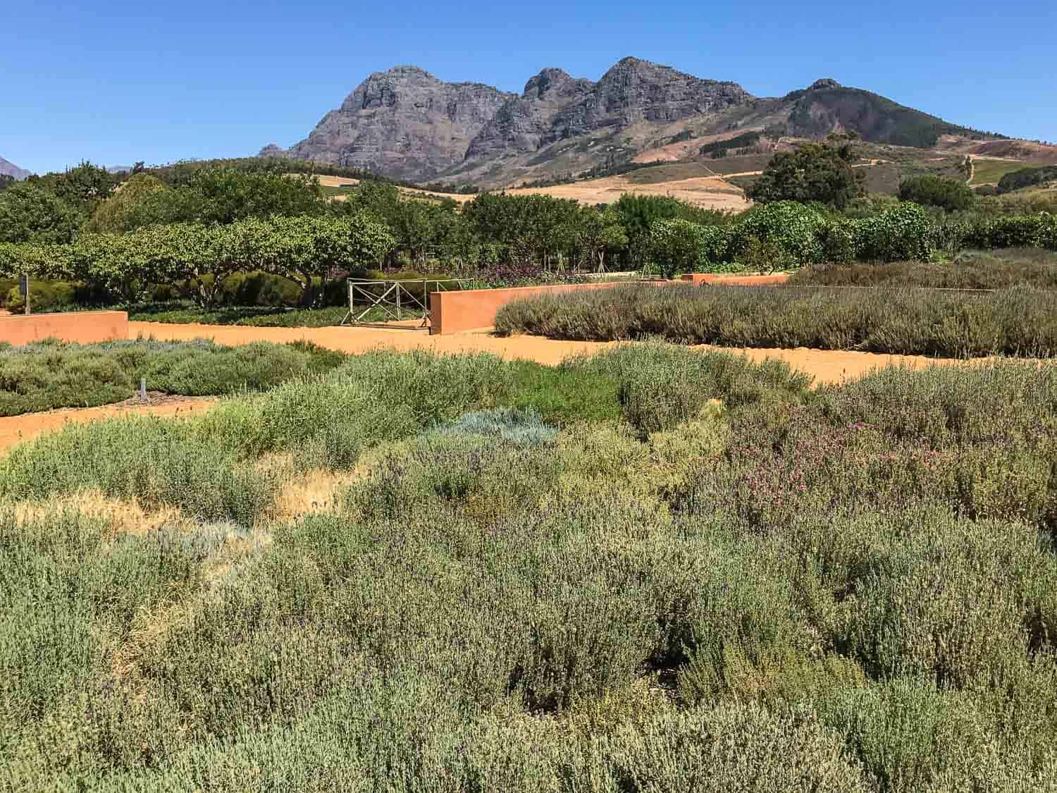 The beautiful gardens at Babylonstoren Farm, home to Babel one of the best restaurants in Franschhoek for vegetarians