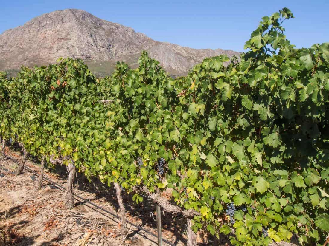 Le Bri winery on Franschhoek wine tram