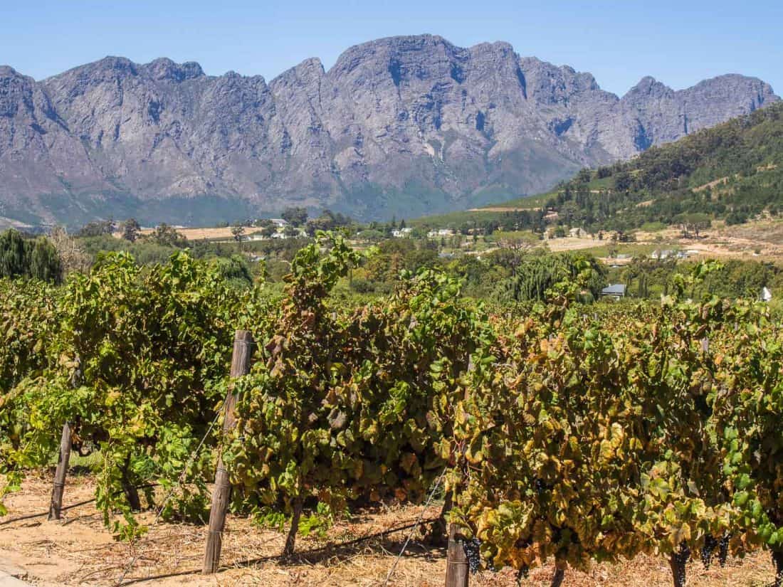 Gorgeous vineyard views from the Gorgeous vineyard views from the Franschhoek wine tram