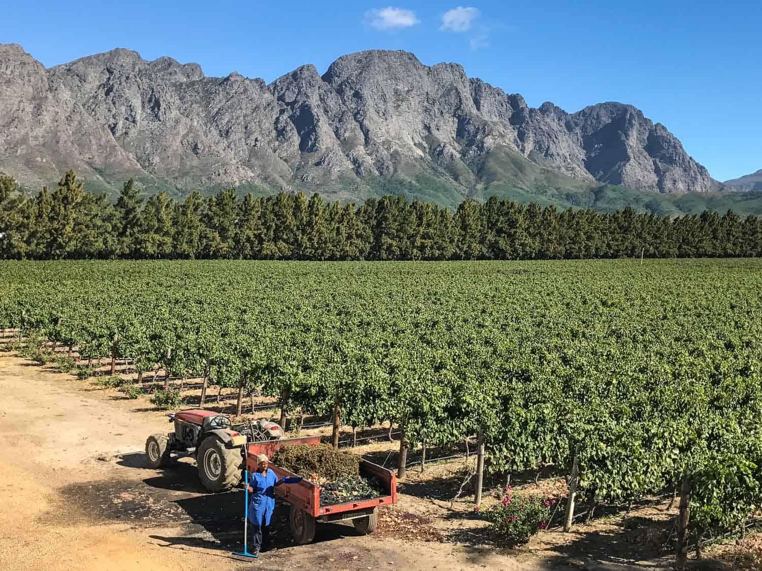 La Bri harvest on the Franschhoek wine tram in the Cape Winelands