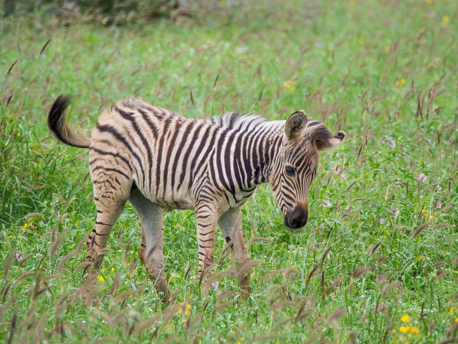 Baby zebra on self-drive safari in Kruger National Park