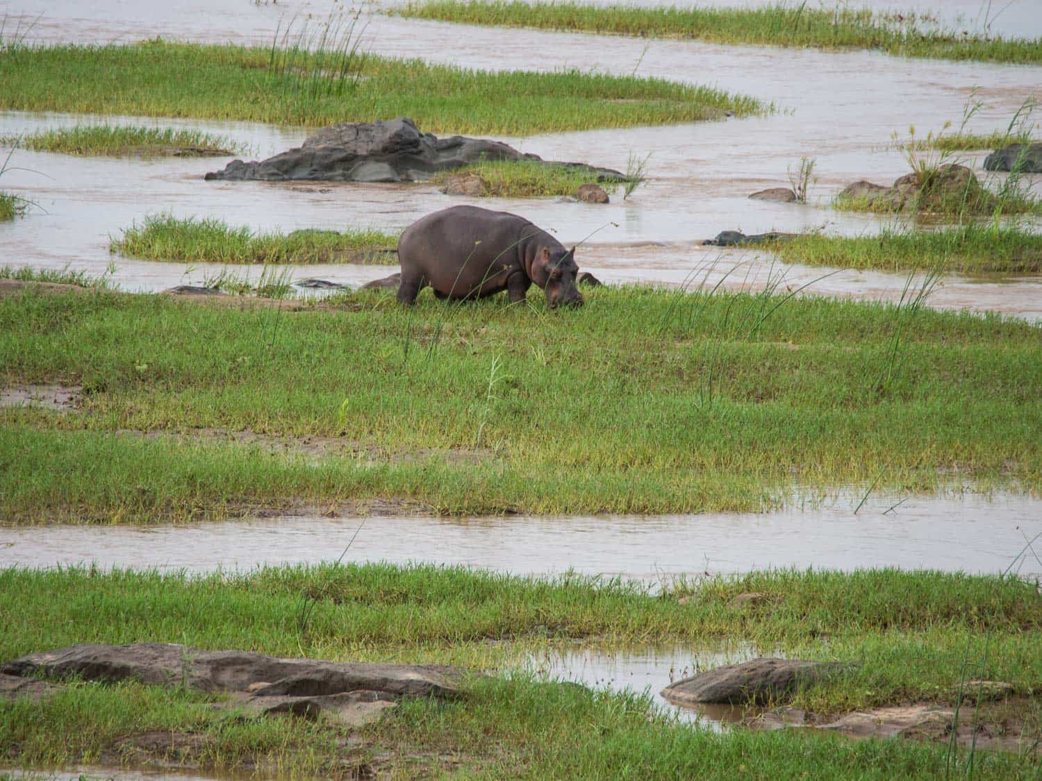 Hippo from the restaurant at Olifants Rest Camp