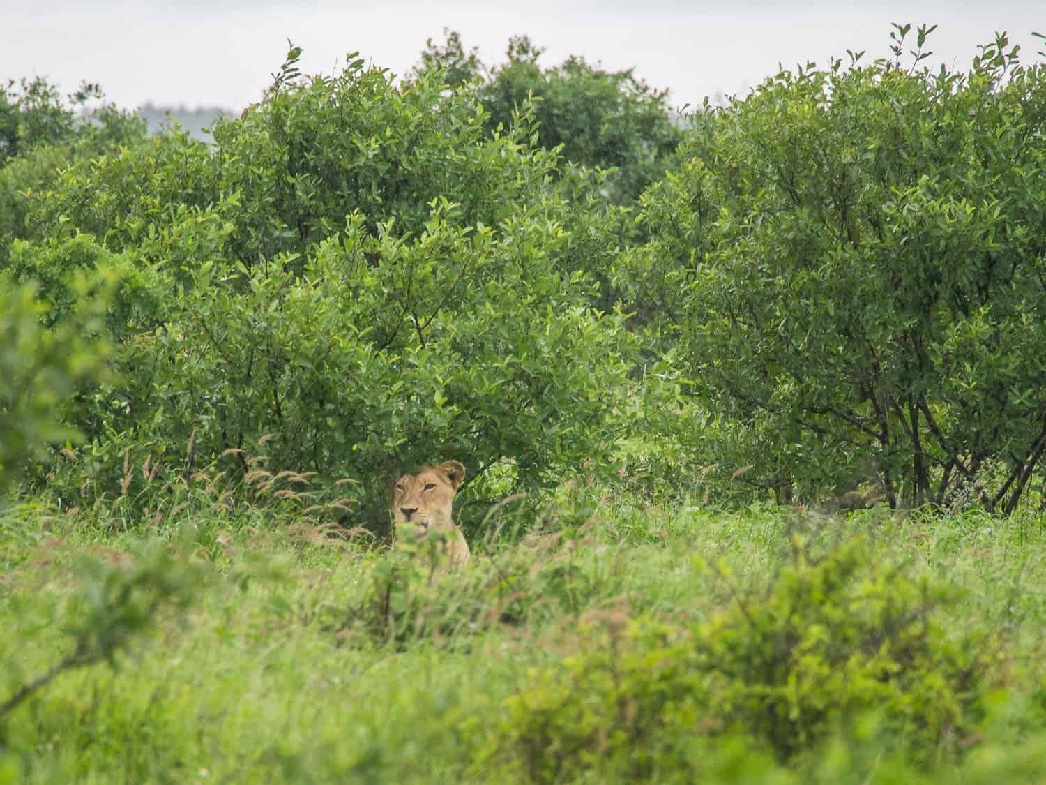 Lion on self-drive safari in Kruger National Park
