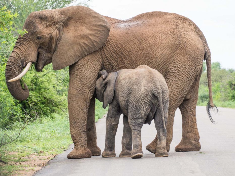 Elephants in road on self-drive safari in Kruger National Park