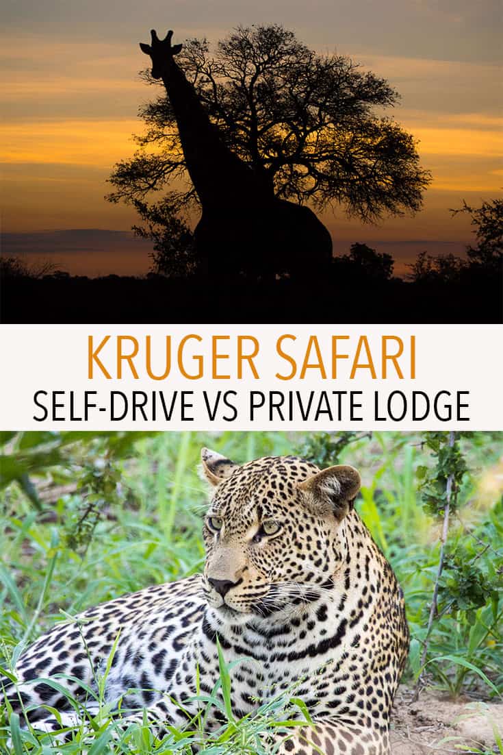 A Kruger safari is a highlight of South Africa but which safari is right for you? Click through for a comparison of self-driving in Kruger National Park vs staying in a luxury lodge in a private game reserve in Greater Kruger.