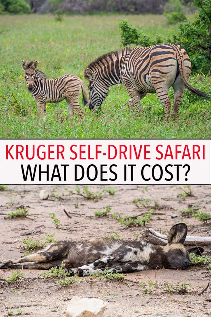 A safari in South Africa isn't as expensive as you think. Click through for a detailed breakdown of exactly how much it costs to do a self-drive safari in Kruger National Park.