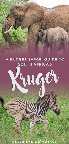 If you want to see Kruger National Park in South Africa on a budget, then check out this guide on how to go on your own safari!