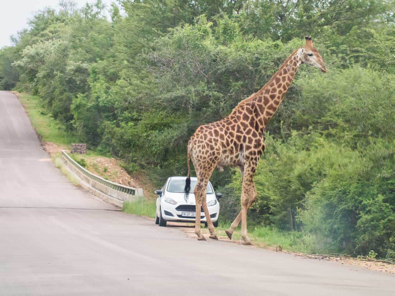 Kruger National Park self-drive costs - getting up close to a giraffe