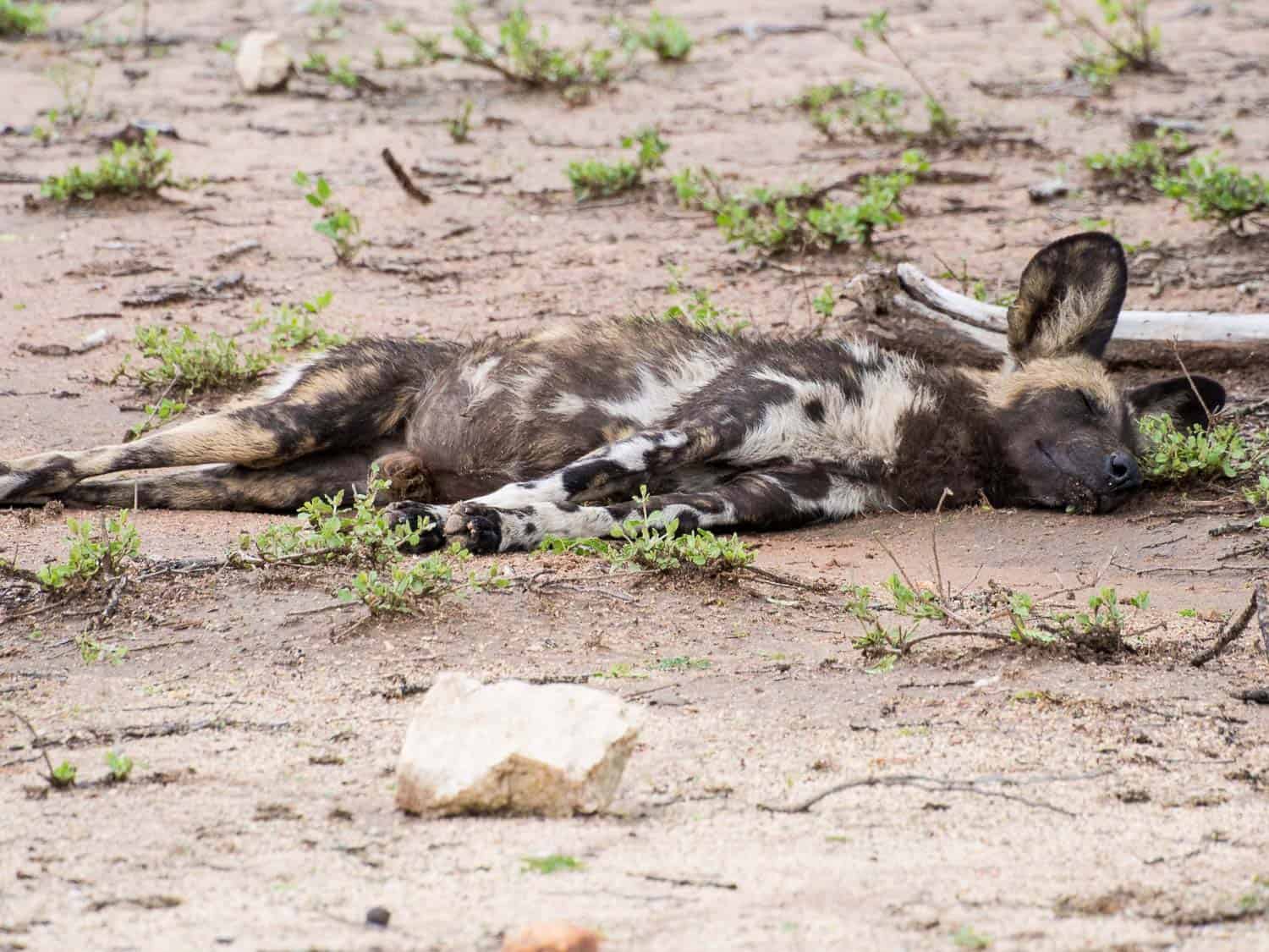 A rare African wild dog sleeping by the side of the road in Kruger National Park on a self-drive safari