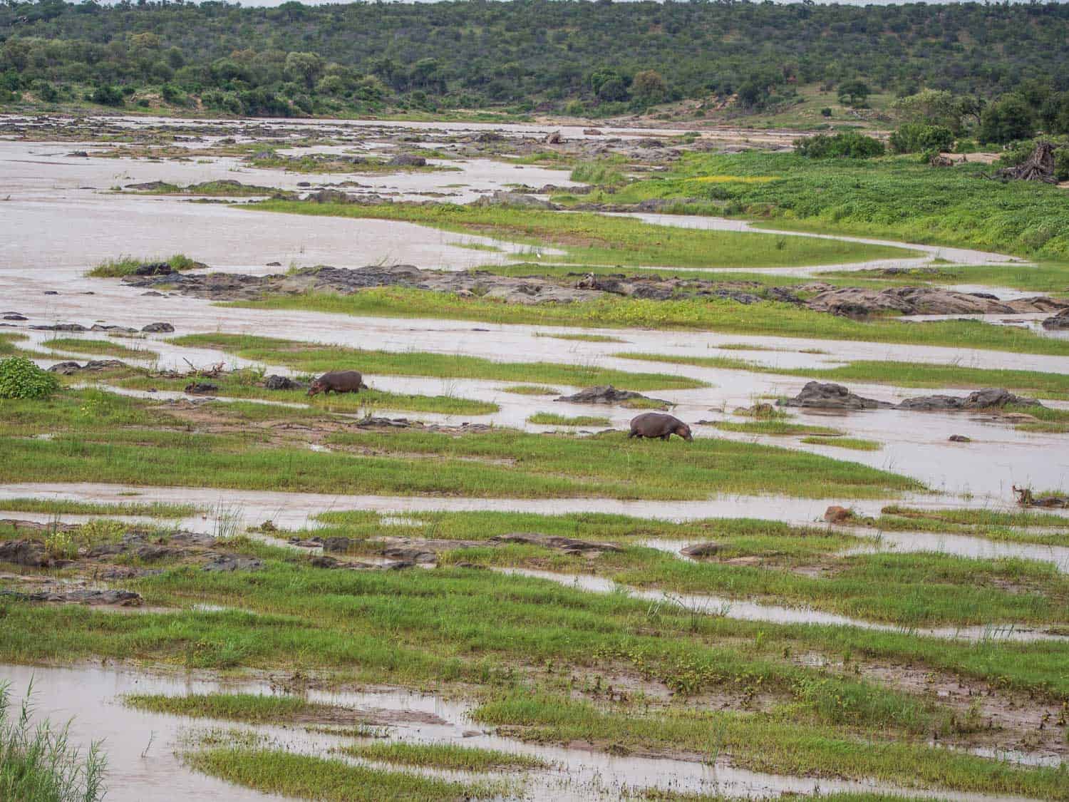 Hippos in the river at Olifants on a Kruger self-drive safari