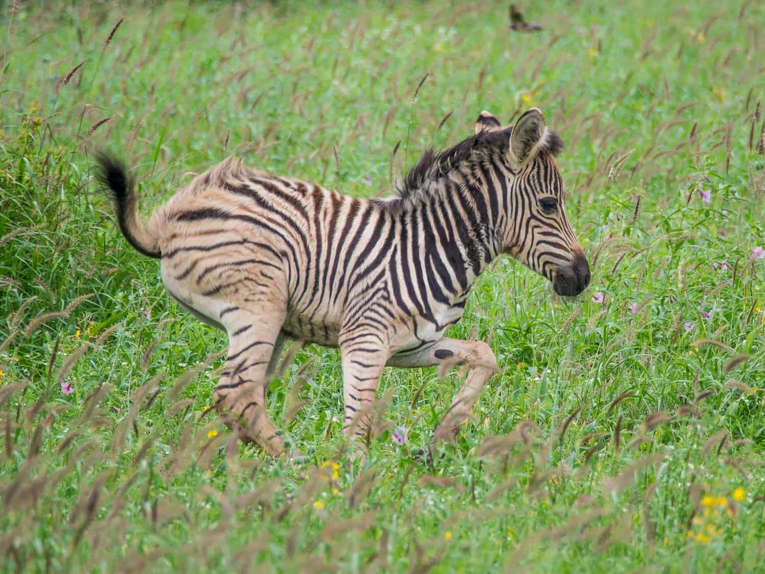 Baby zebra during the rainy season in Kruger National Park