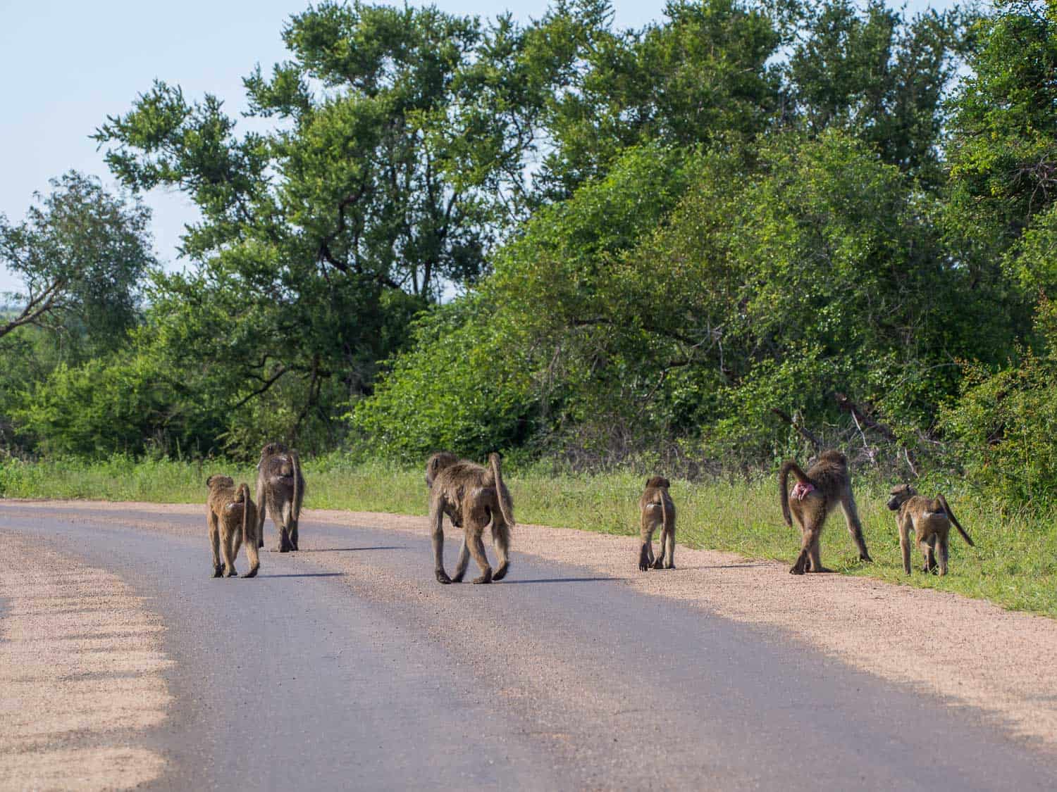 Baboons strolling down the road in Kruger National Park on our self-drive safari